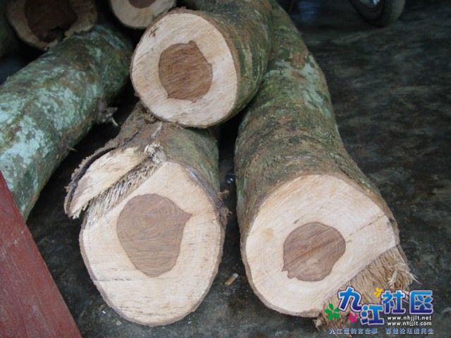 黄花梨有心材.jpg