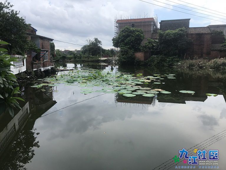 第二次荷莲种植结果