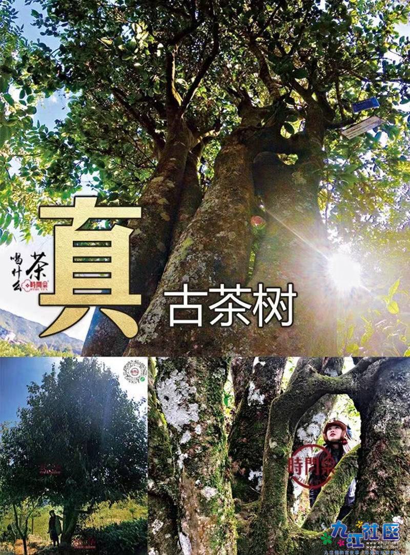 真古树.jpg
