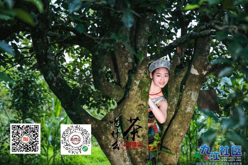 时间果 真古树.jpg