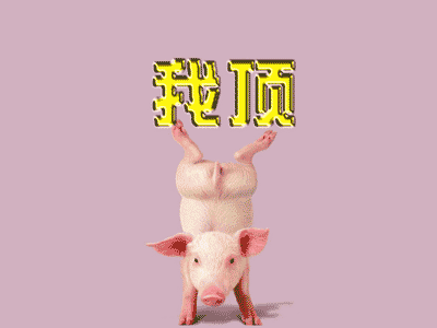 猪顶.gif