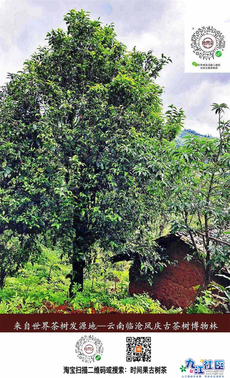 古茶树博物林 真古树1.jpg