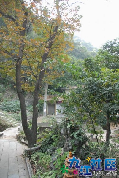 办公地方后面的柿树和水池，开始落叶了