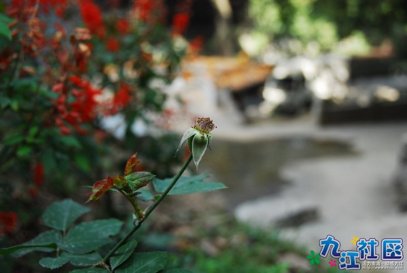 保安话开花个阵好靓，可惜家下开完