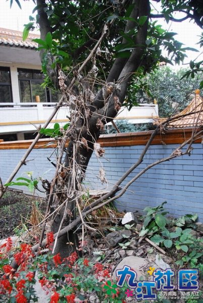 枯藤嫩树，树系泥石流后残存的