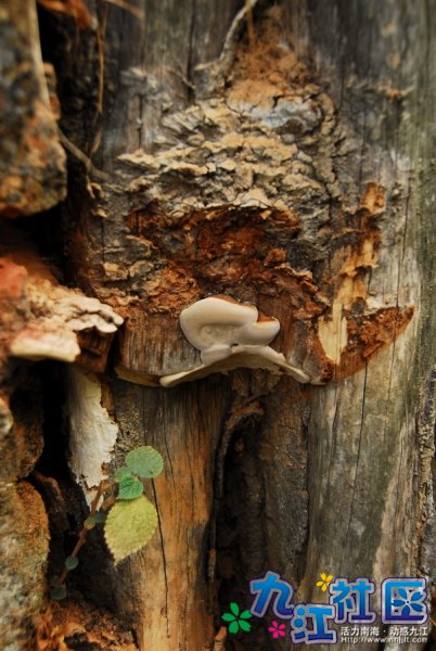 龙眼树头长出的灵芝，不过已经俾保安摘左先