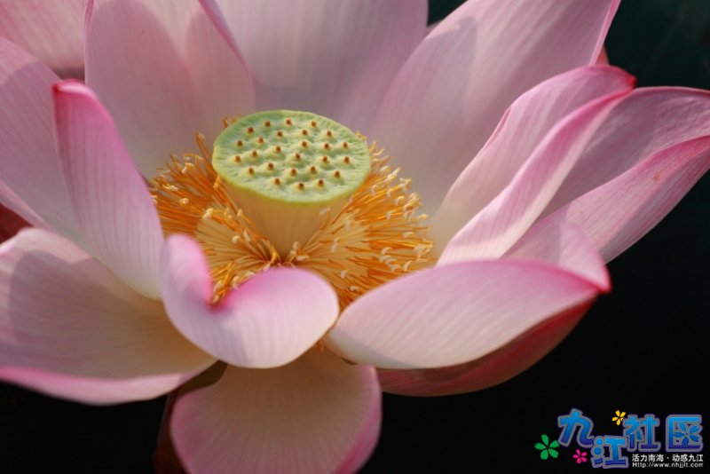 华光中学摄影社团２０１０暑假实践