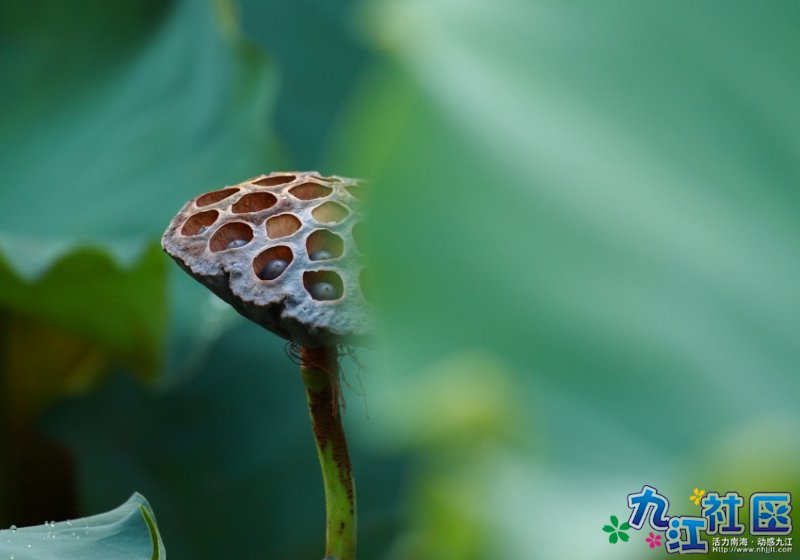 华光中学摄影社团２０１０暑假实践