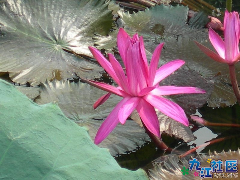 华光中学摄影社团２０１０暑假实践