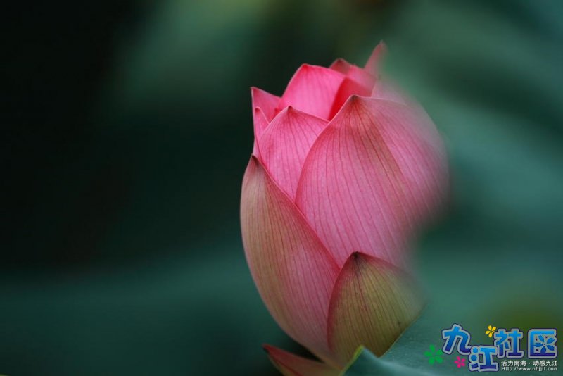 华光中学摄影社团２０１０暑假实践