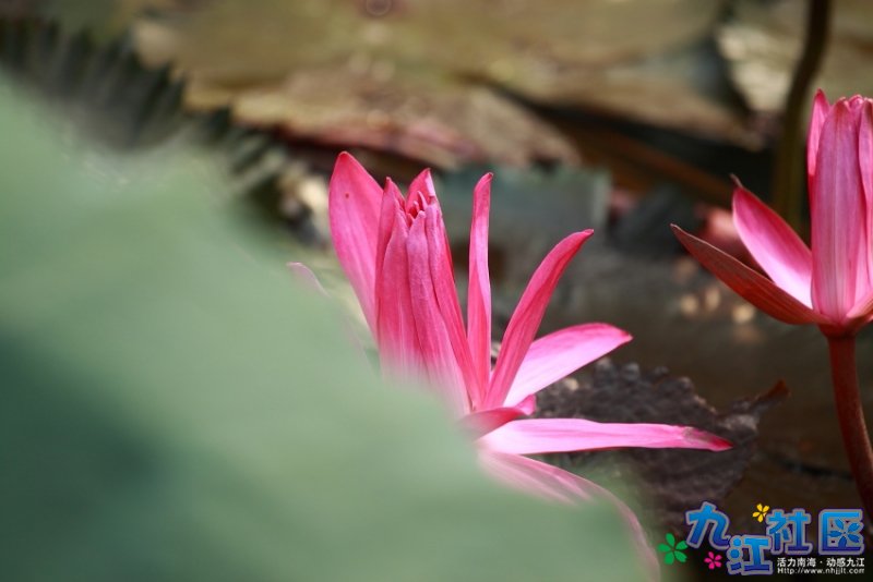 华光中学摄影社团２０１０暑假实践