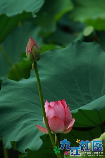 华光中学摄影社团2011习作