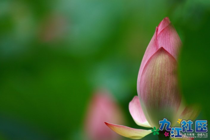 华光中学摄影社团2011习作