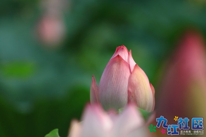 华光中学摄影社团2011习作