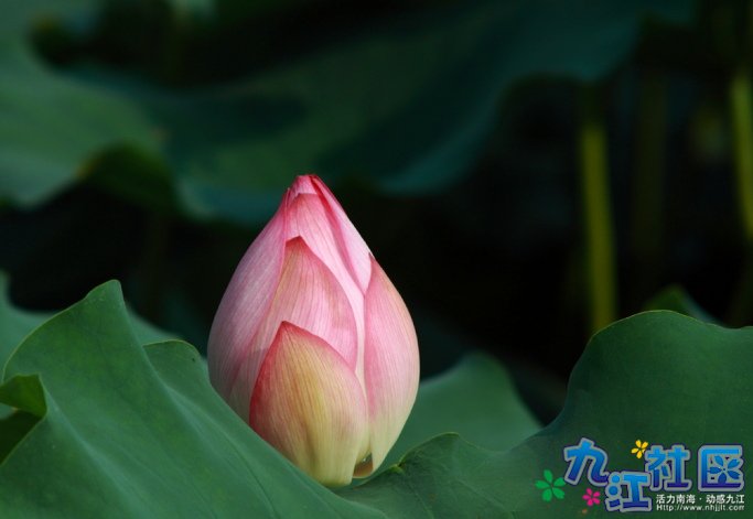 华光中学摄影社团2011习作