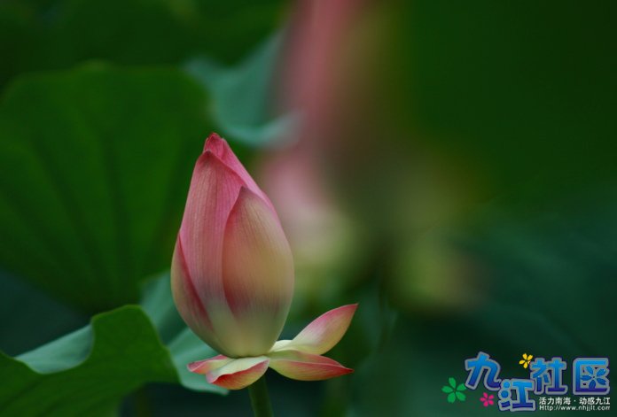 华光中学摄影社团2011习作