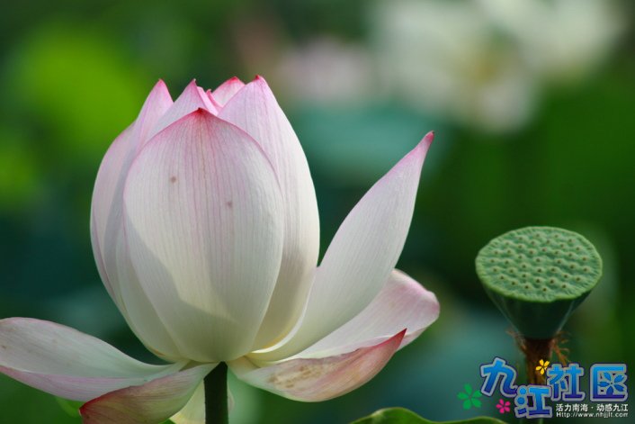 华光中学摄影社团2011习作