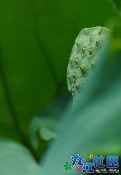 华光中学摄影社团2011习作