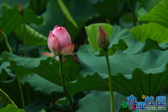 华光中学摄影社团2011习作