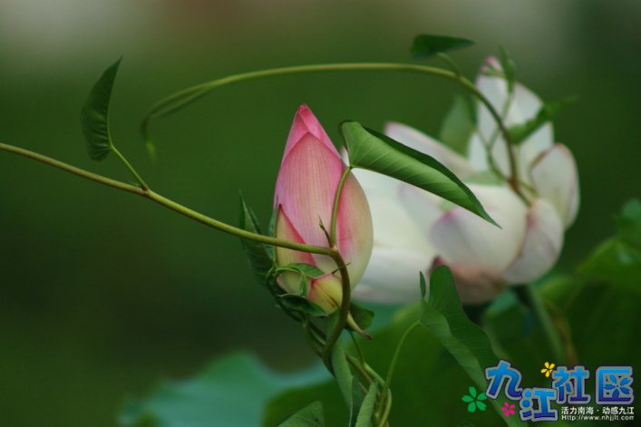 华光中学摄影社团2011习作