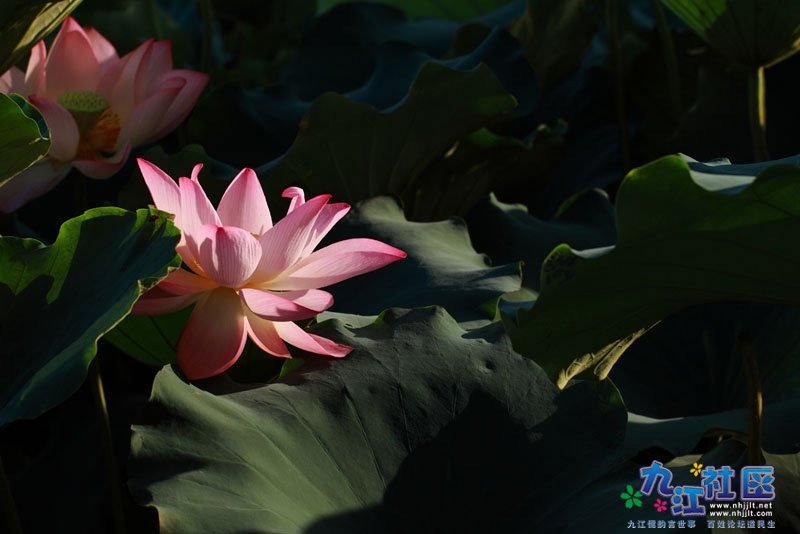 20110729龙一村荷塘