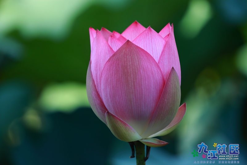 华光中学摄影社团拍摄