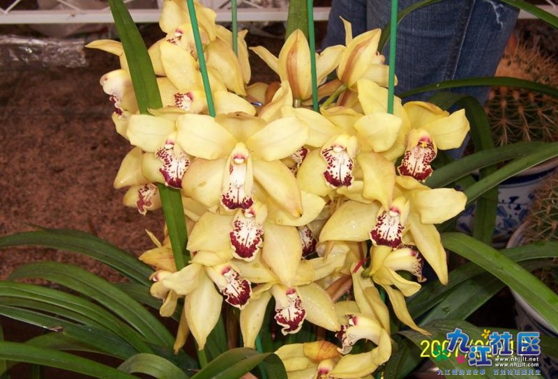 102班  28号 黄嘉琪